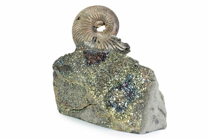 Iridescent Pyritized Ammonite (Quenstedticeras) Fossil Display #383621